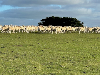SIL Nudie (Composite Shedders) MA Ewes