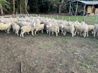 50 2023 SIL Nudie (Composite Shedders) Ewe Lambs