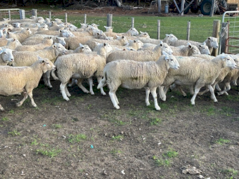 50 2023 SIL Nudie (Composite Shedders) Ewe Lambs