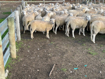 50 2023 SIL Nudie (Composite Shedders) Ewe Lambs