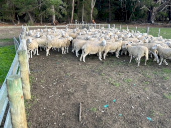 50 2023 SIL Nudie (Composite Shedders) Ewe Lambs