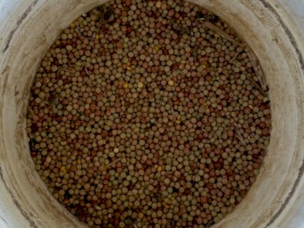 260mt Kaspa Field Peas