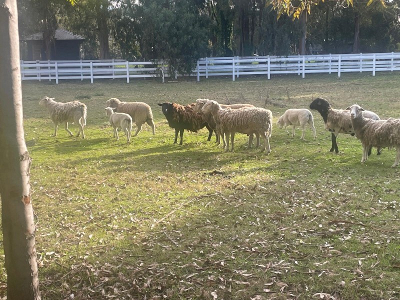 DORPER SHEEP FOR SALE