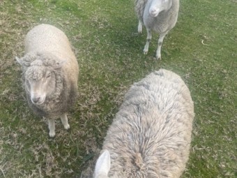 DORPER SHEEP FOR SALE