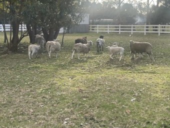 DORPER SHEEP FOR SALE