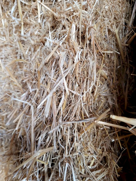 Barley Header tailings 