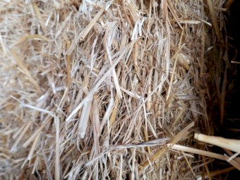 Barley Header tailings 