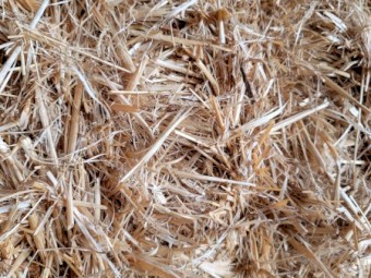 Barley Header tailings 