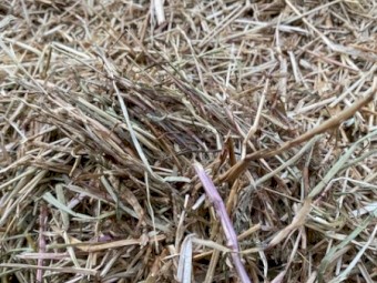 60mt Rye 500kg 8x4x3 Bales