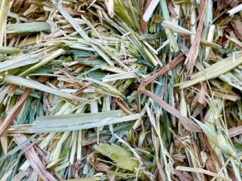 Barley Hay Top Quality