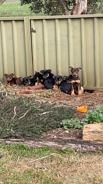 Kelpie puppies