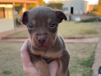 Kelpie puppies