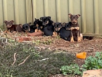 Kelpie puppies