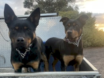 Kelpie puppies