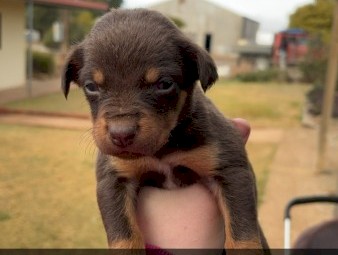 Kelpie puppies