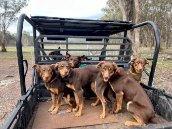 Kelpie Pups (Started - 9mths old)