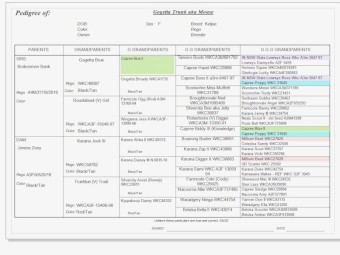 Kelpie Pups (Started - 9mths old)