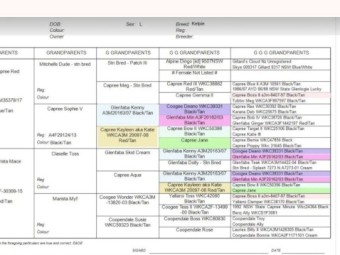 Kelpie Pups (Started - 9mths old)