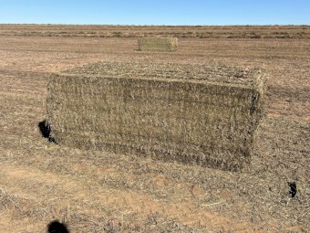 200mt Vetch Hay 8x4x3 Bales