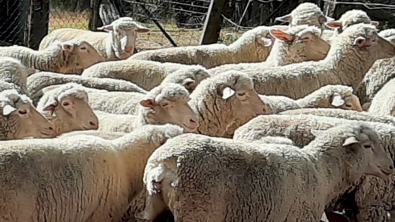30 Dohne Ewes 2023 drop