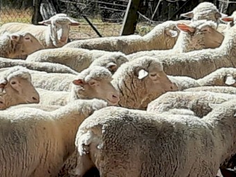 30 Dohne Ewes 2023 drop