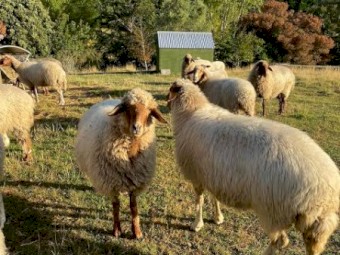 Fat tailed awassi sheep 
