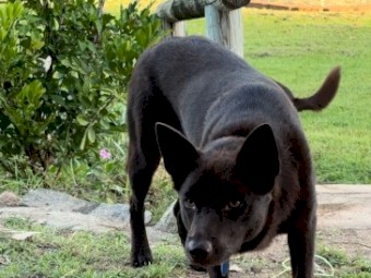 Purebred Australian Kelpie - Meet Jack!
