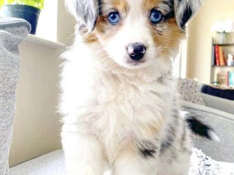 Purebreed beautiful Australian shepherd Puppies for sale