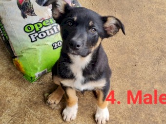 Border collie x Kelpie puppies