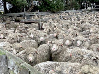 198 x Merino Wethers