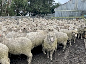 198 x Merino Wethers