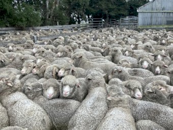 198 x Merino Wethers