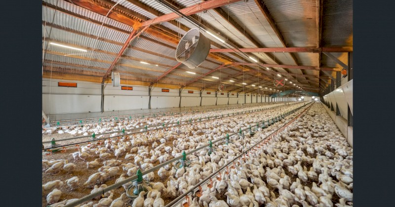 Grain Feeders & Waterers 