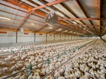 Grain Feeders & Waterers 