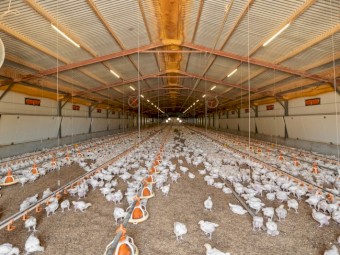 Grain Feeders & Waterers 