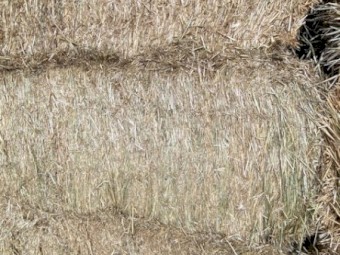Shedded wheaten hay squares
