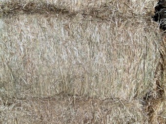 Shedded wheaten hay squares