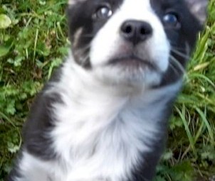 Border Collie pup