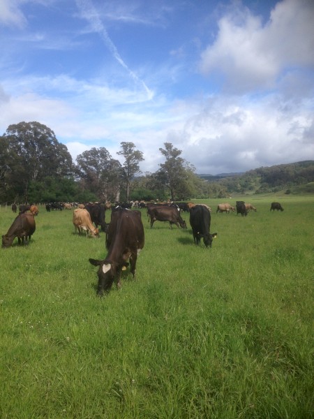 Mixed age Dairy Cows