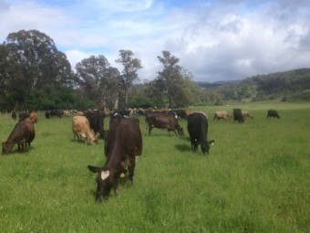 Mixed age Dairy Cows