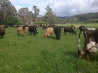 Mixed age Dairy Cows