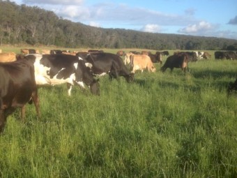 Mixed age Dairy Cows