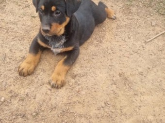 Blue heeler cross kelpie puppies