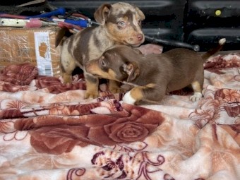 Jack Russell’s for adoption