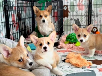 Pembroke Welsh Corgi puppies for adoption 