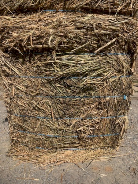 70 ton Canola Hay 8x4x4 Bales (Shedded)