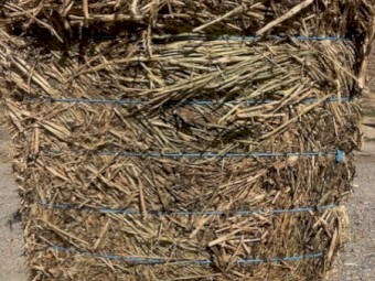 70 ton Canola Hay 8x4x4 Bales (Shedded)