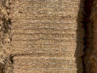 70 ton Canola Hay 8x4x4 Bales (Shedded)