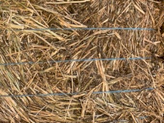 70 ton Canola Hay 8x4x4 Bales (Shedded)