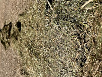 23 Season 140mt Vetch Hay approx 210 bales 8x4x3 Bales shedded approx 660 kgs